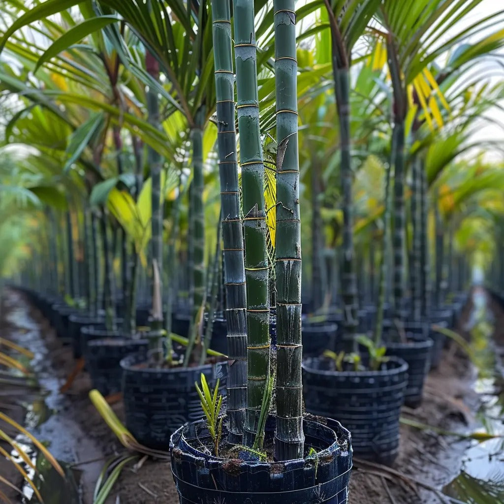 Premium High-Sucrose Sugarcane Seeds | 1000+ Non-GMO Hybrid Sugar Cane Seeds for Home Gardening 🌿🍬-YH