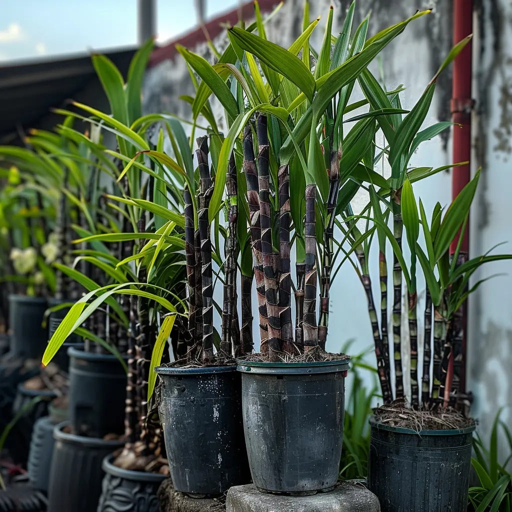 Premium High-Sucrose Sugarcane Seeds | 1000+ Non-GMO Hybrid Sugar Cane Seeds for Home Gardening 🌿🍬-YH