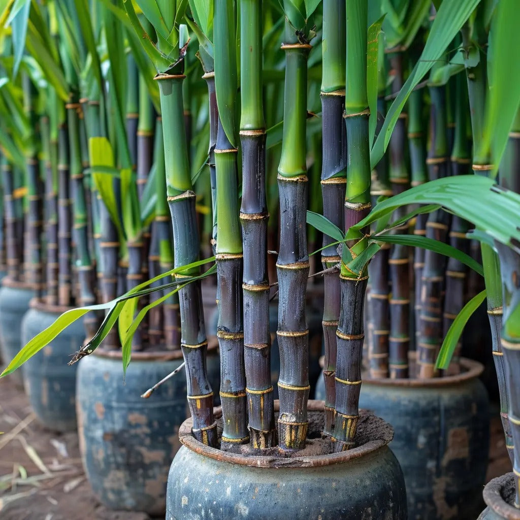 Premium High-Sucrose Sugarcane Seeds | 1000+ Non-GMO Hybrid Sugar Cane Seeds for Home Gardening 🌿🍬-YH