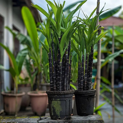 Premium High-Sucrose Sugarcane Seeds | 1000+ Non-GMO Hybrid Sugar Cane Seeds for Home Gardening 🌿🍬-YH